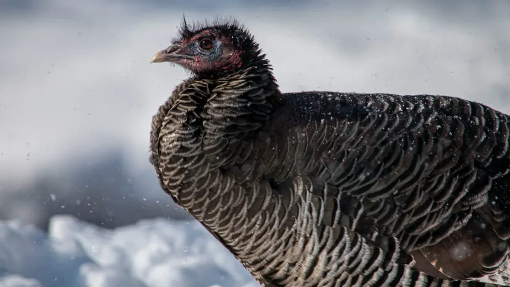 Quitting Smoking Cold Turkey image